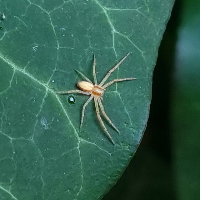 Philodromus