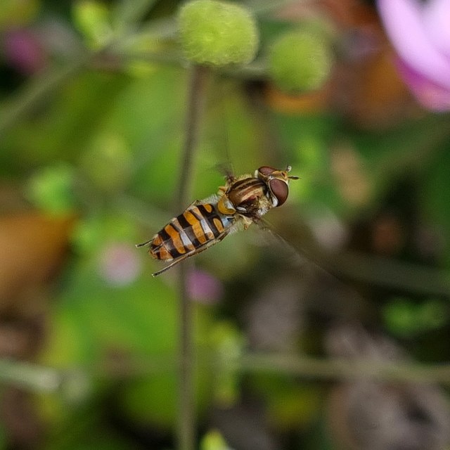 Episyrphus balteatus - ékfoltos zengőlégy
