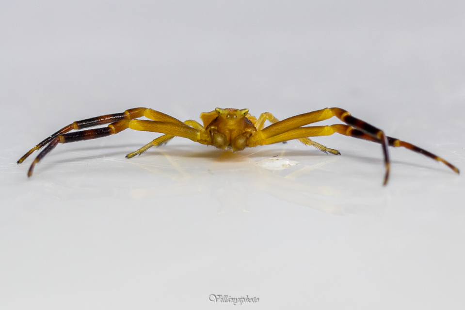 Thomisus onustus - fehér karolópók