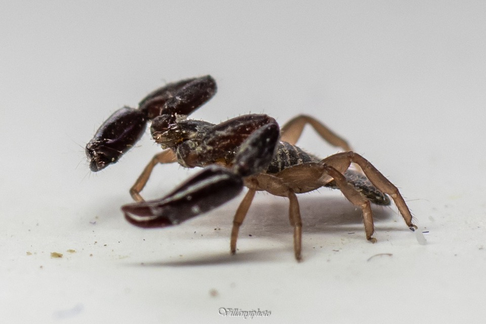 Pseudoscorpionida - Álskorpiók