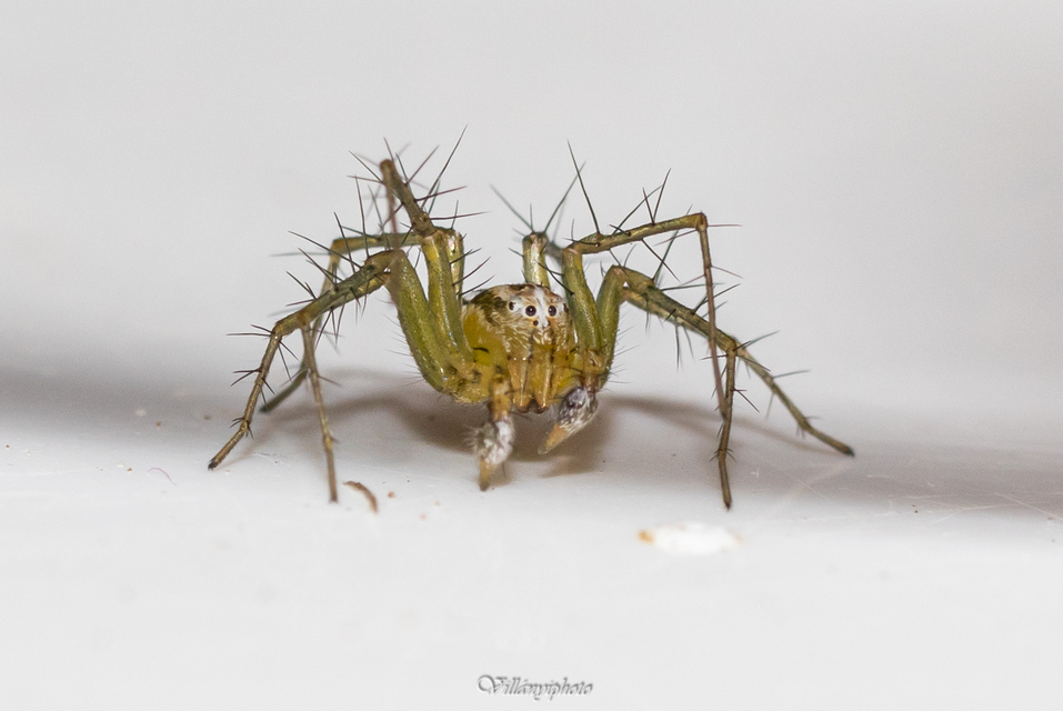 Oxyopes lineatus