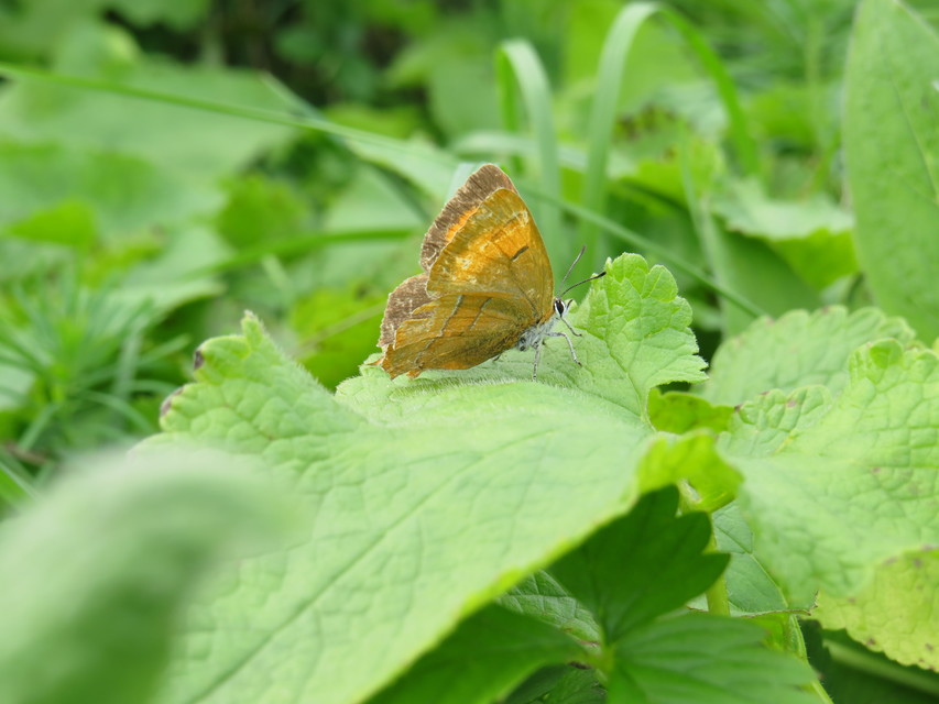 Thecla betulae - nyírfalepke