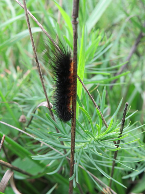 Hyphoraia aulica - barna medvelepke