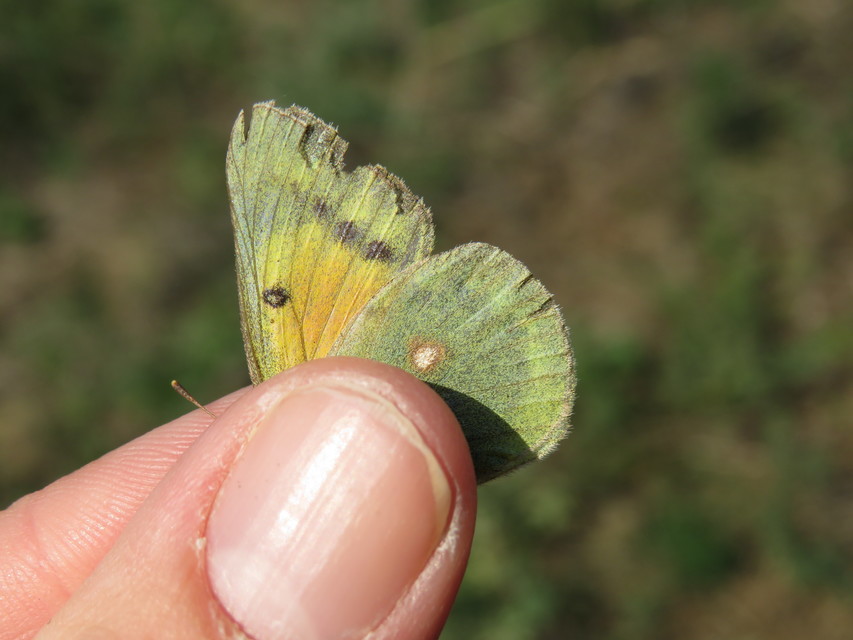 Colias chrysotheme - dolomit-kéneslepke