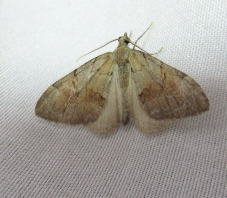Pennithera firmata - sárgásvörös fenyőaraszoló
