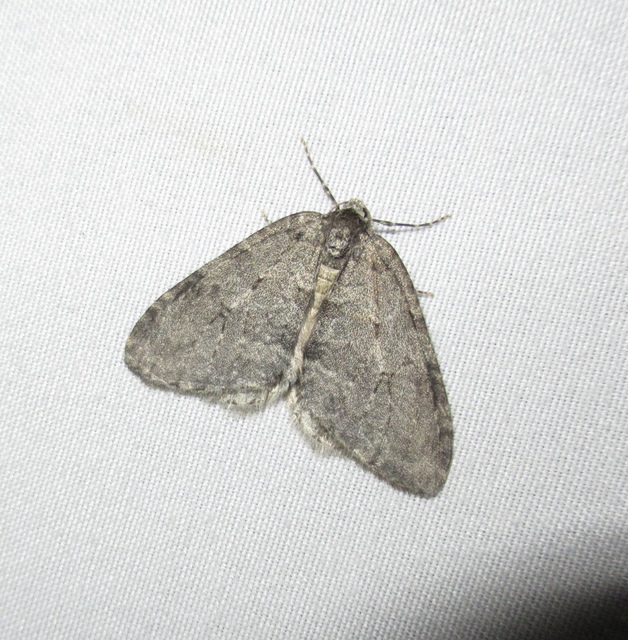 Epirrita christyi/dilutata