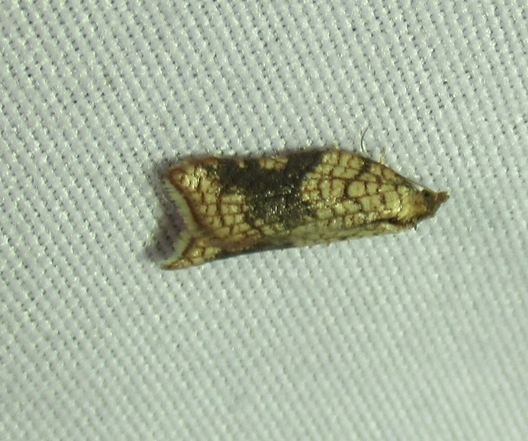 Acleris rhombana - cifra levélmoly