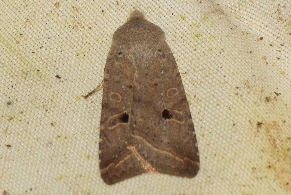 Leptologia lota - kecskefűz-őszibagoly