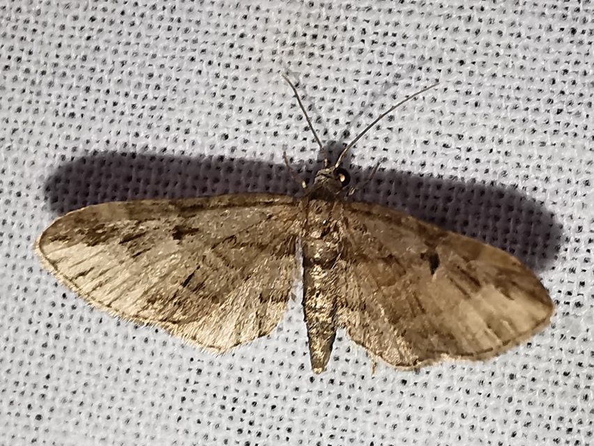 Eupithecia ericeata - feketefenyő-törpearaszoló