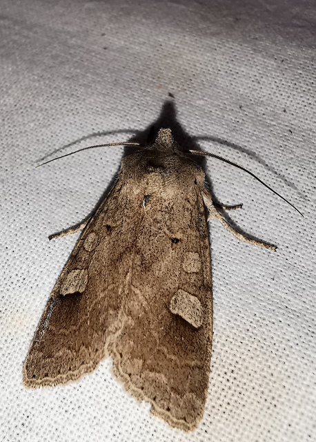 Ammoconia caecimacula - szürke őszibagoly