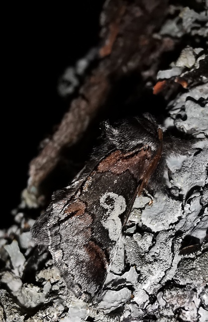 Diloba caeruleocephala - őszi kékesbagoly