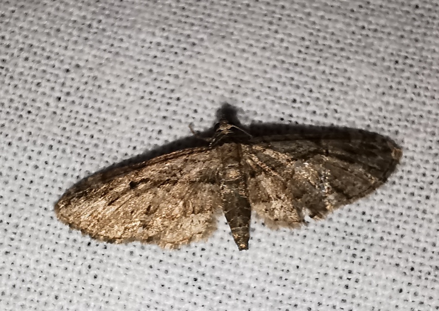 Eupithecia ericeata - feketefenyő-törpearaszoló