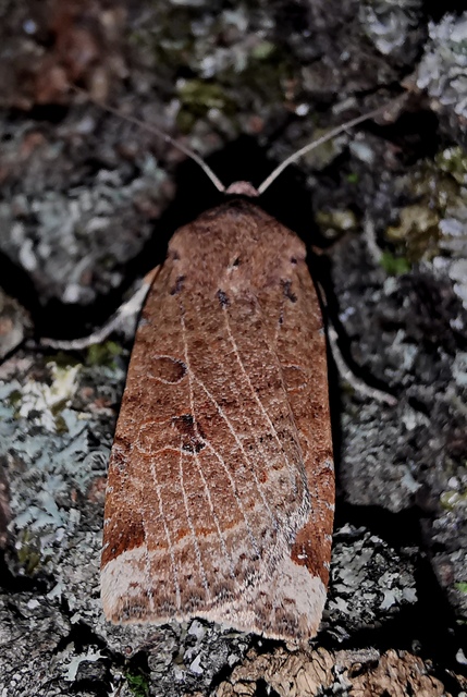Conistra veronicae - veronika-őszibagoly