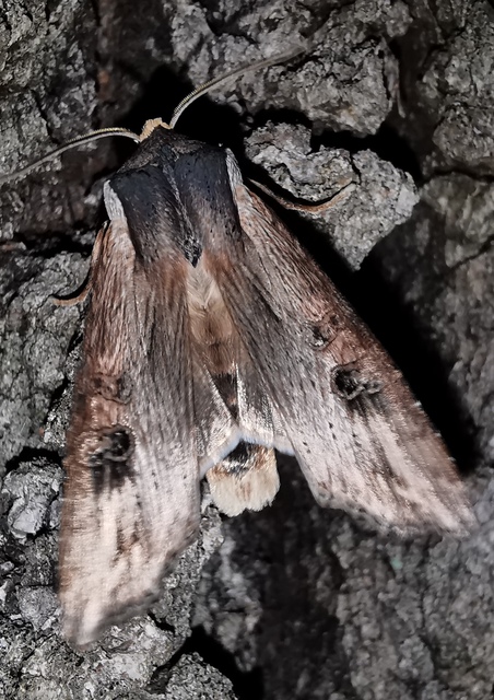 Xylena exsoleta - szürke fabagoly