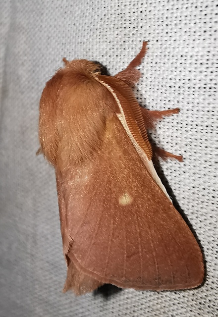 Eriogaster rimicola - vörhenyes gyapjasszövő