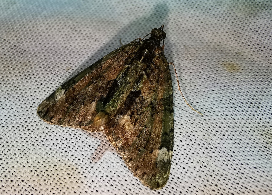 Chloroclysta siterata - salátazöld araszoló