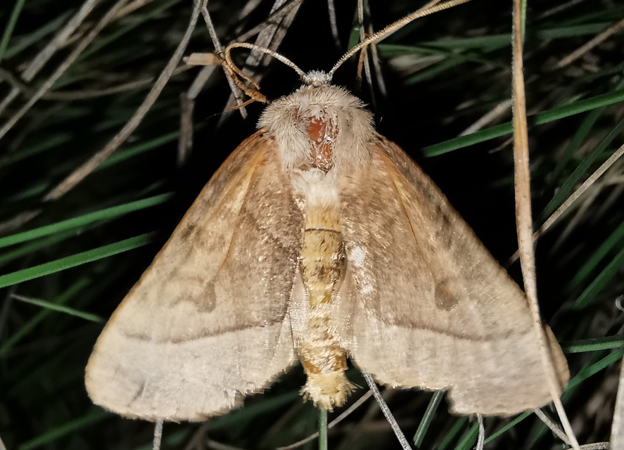 Mesogona acetosellae - madársóskabagoly