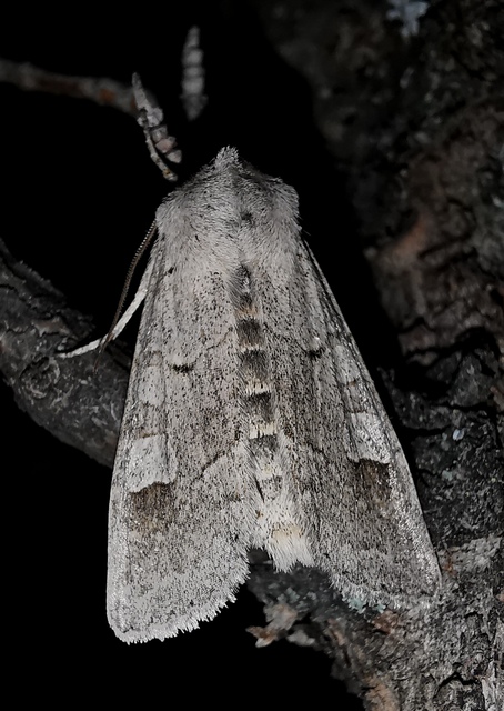 Ammoconia caecimacula - szürke őszibagoly
