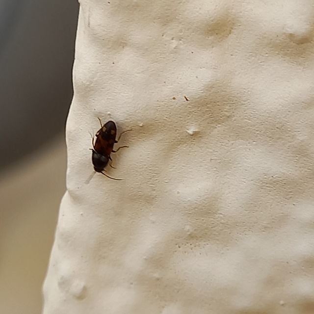 Drasterius bimaculatus - változékony pattanó