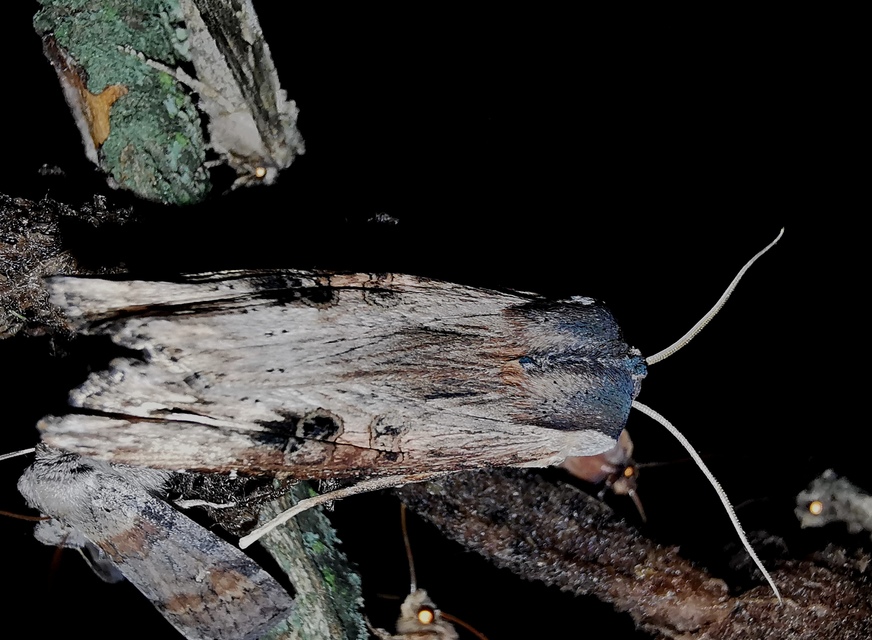 Xylena exsoleta - szürke fabagoly