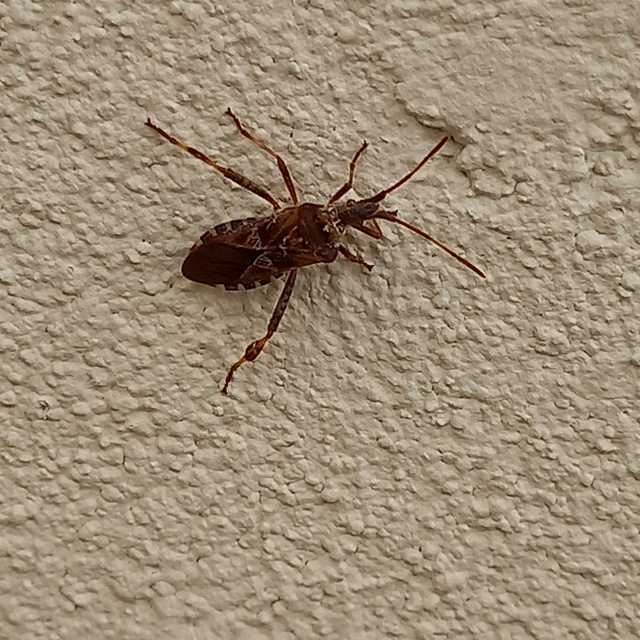 Leptoglossus occidentalis - nyugati levéllábú poloska
