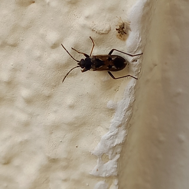 Rhyparochromus vulgaris - közönséges díszesbodobács