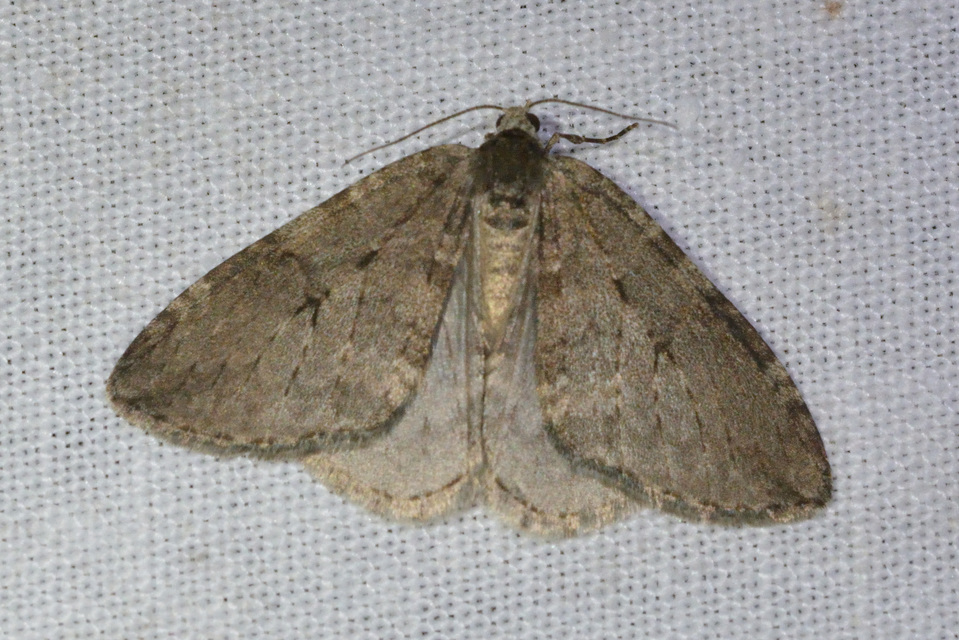 Epirrita christyi/dilutata