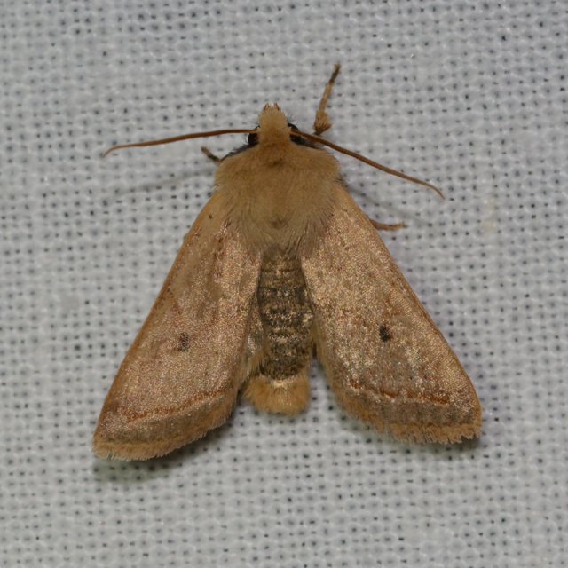 Leptologia macilenta - gyertyán-őszibagoly
