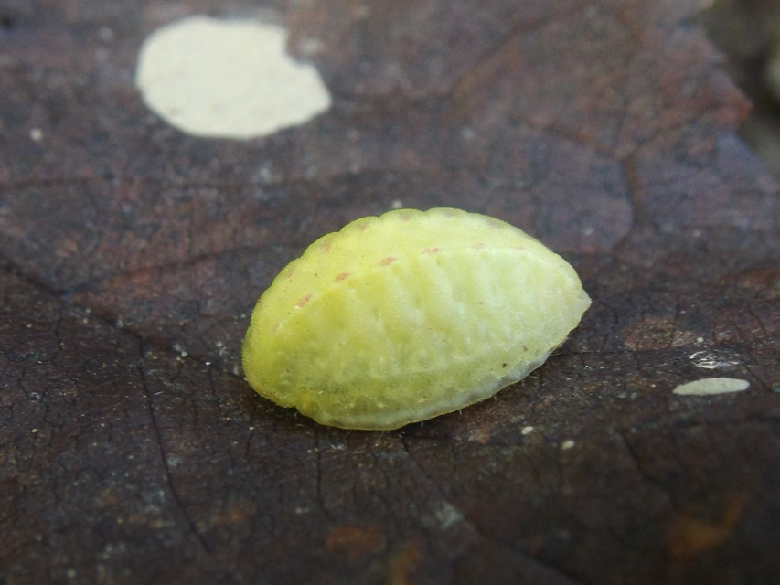 Apoda limacodes - kagylólepke