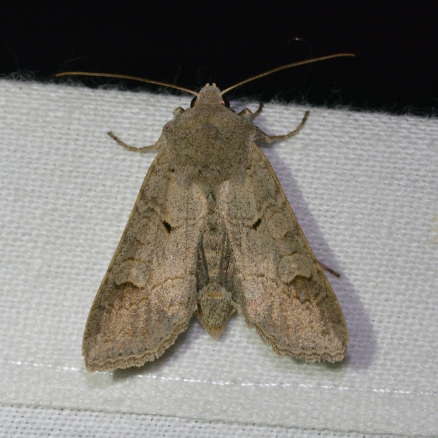 Ammoconia caecimacula - szürke őszibagoly