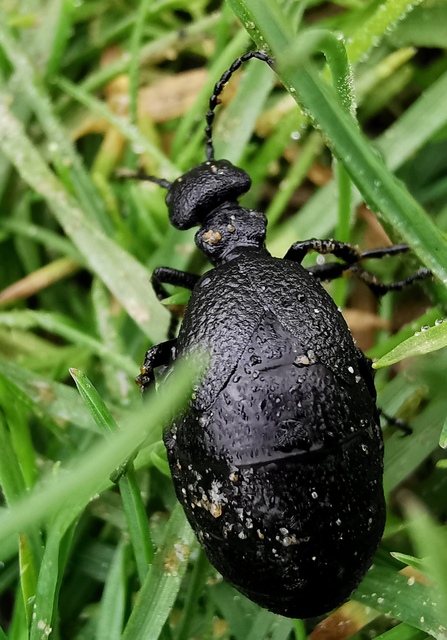 Meloe rugosus - ráncos nünüke
