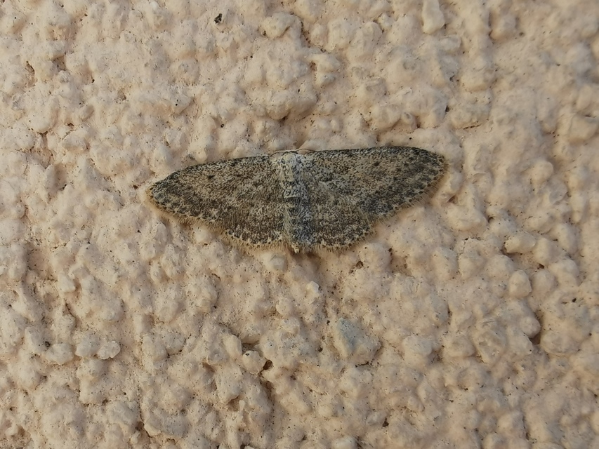 Idaea seriata - szürke apróaraszoló