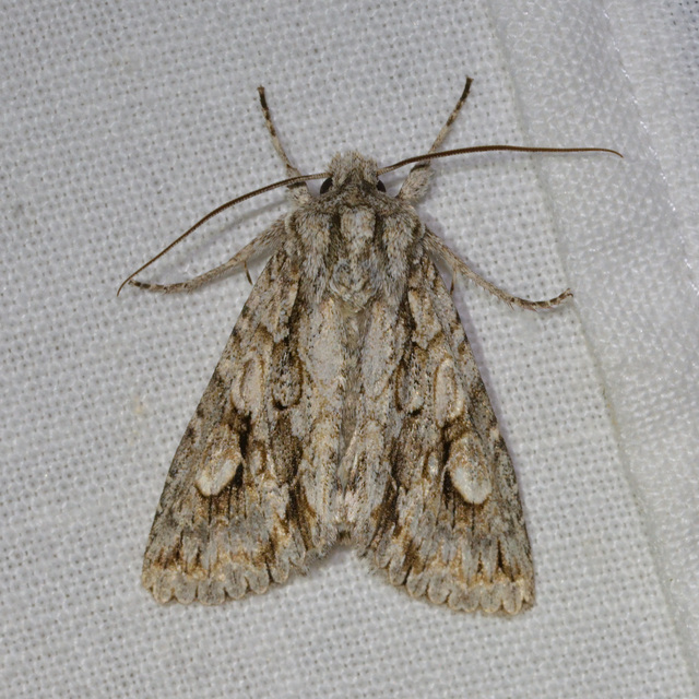 Meganephria bimaculosa - kétfoltos szilbagoly