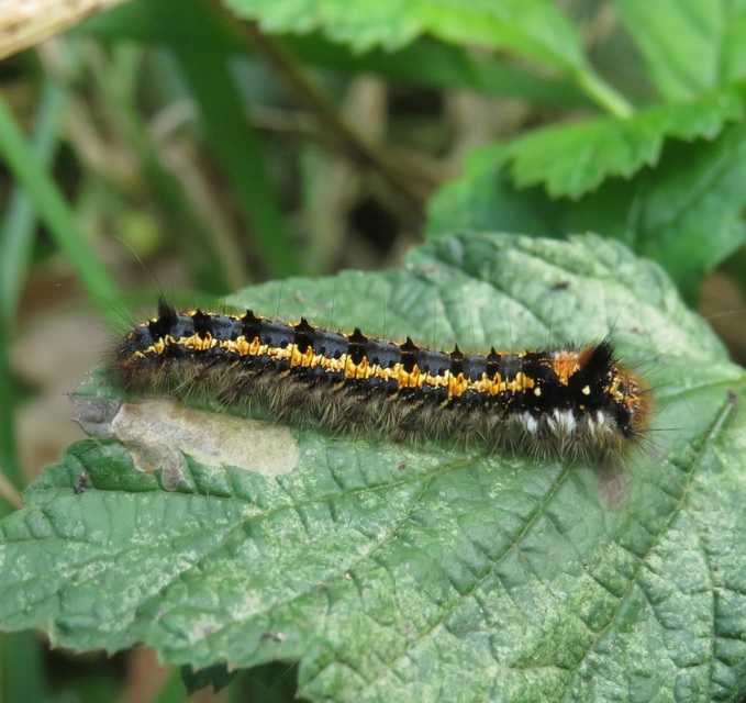 Euthrix potatoria - szomjas pohók