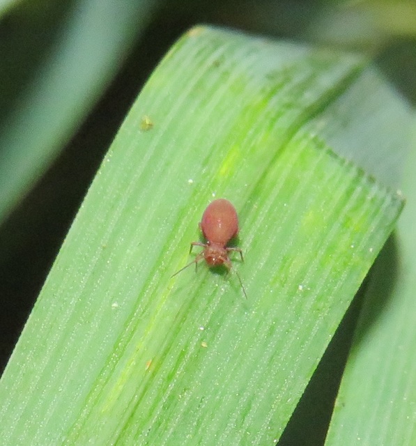 Dicyrtoma fusca