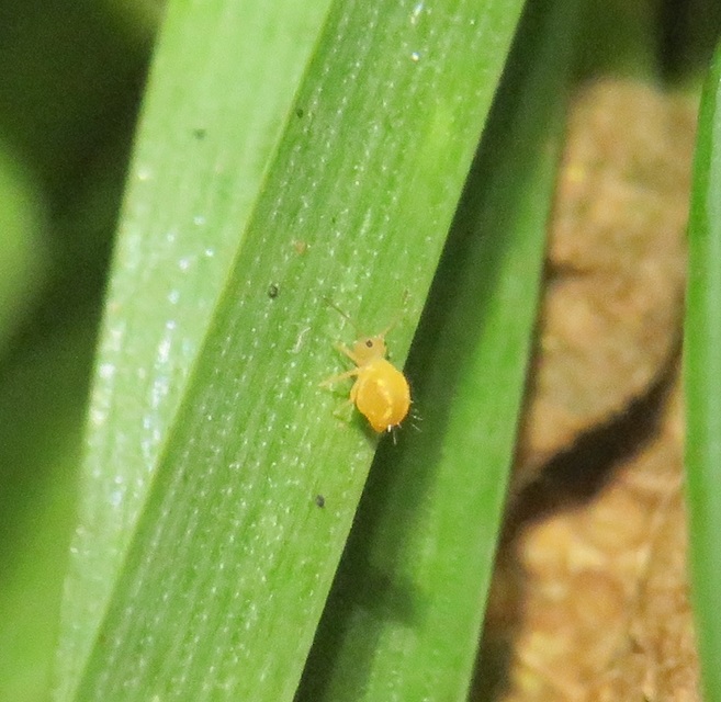 Dicyrtoma