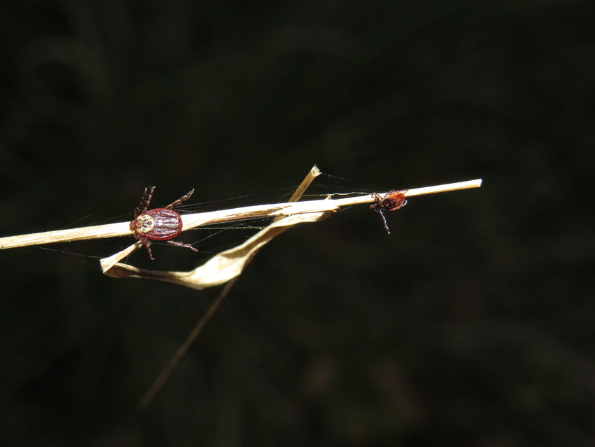 Ixodes