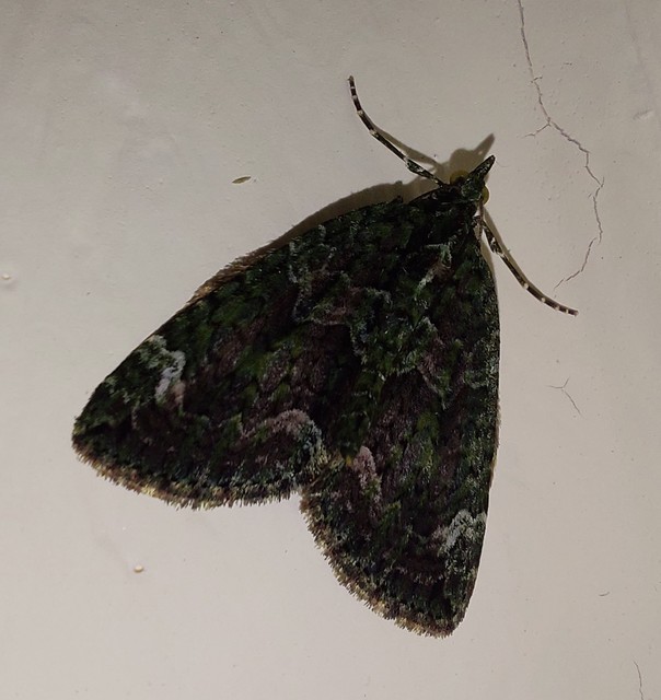 Chloroclysta siterata - salátazöld araszoló