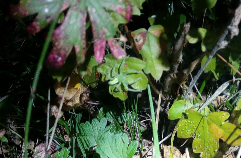 Micrommata virescens - hunyópók