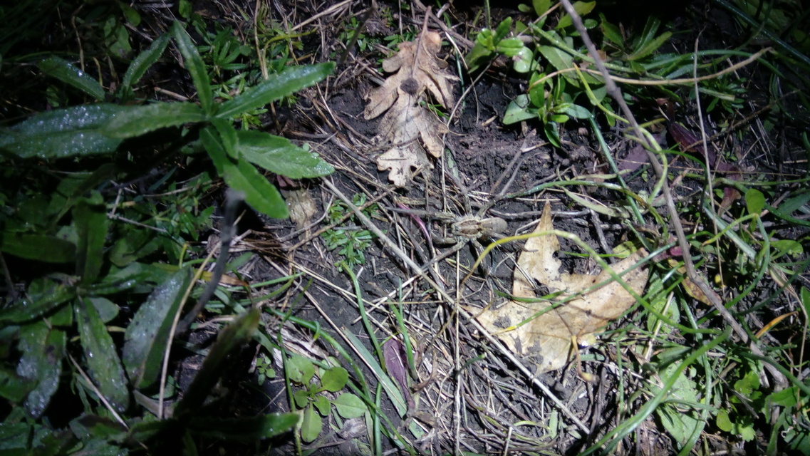 Hogna radiata - réti farkaspók
