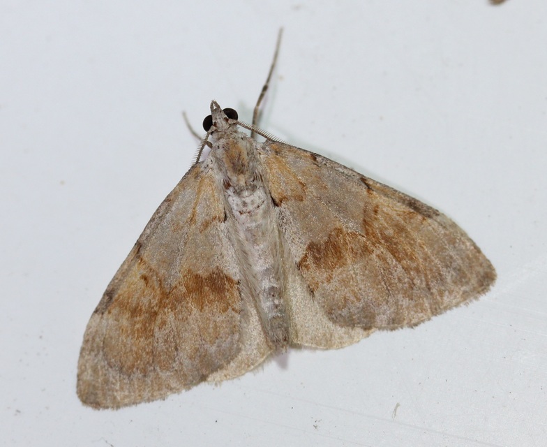 Pennithera firmata - sárgásvörös fenyőaraszoló