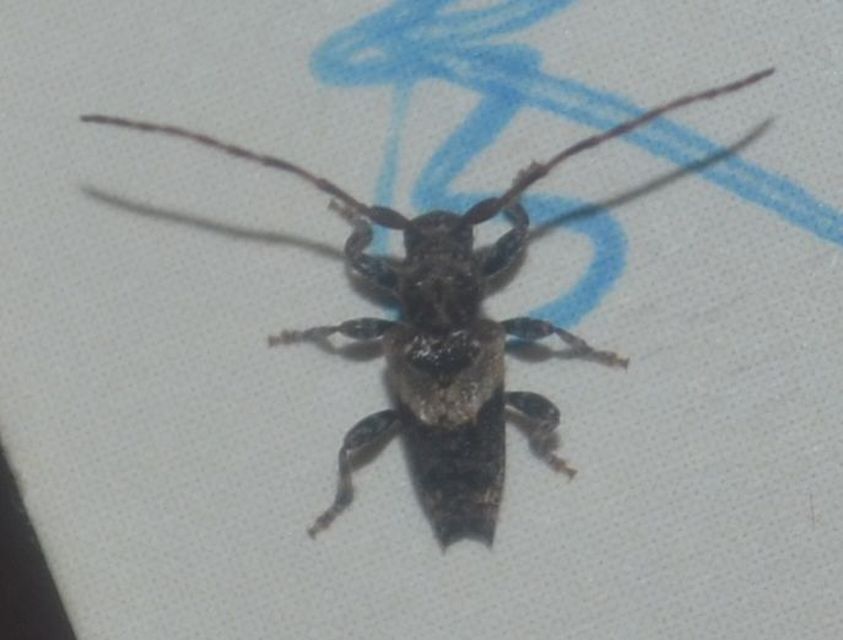Pogonocherus hispidus - kéttövises ecsetcincér