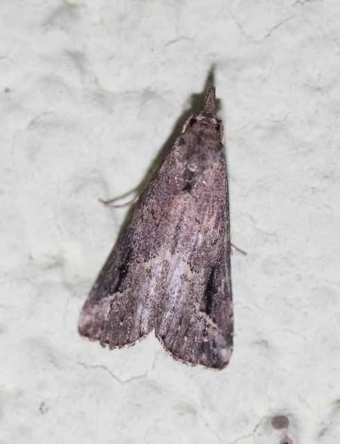 Schrankia costaestrigalis - keskenyszárnyú karcsúbagoly