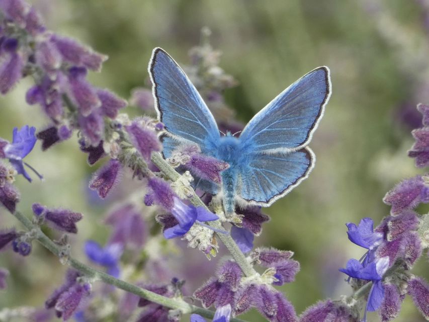 Polyommatus icarus - közönséges boglárka