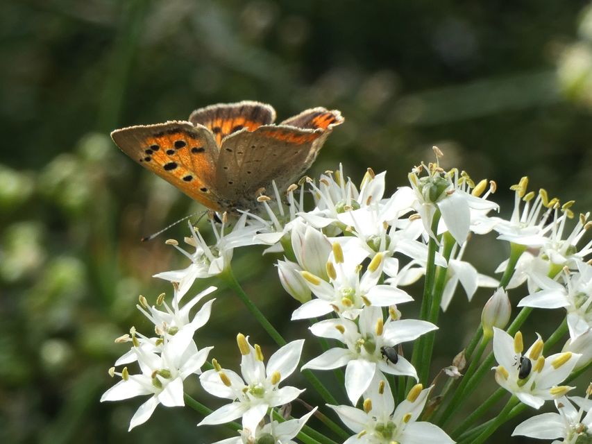 Lycaena phlaeas - közönséges tűzlepke