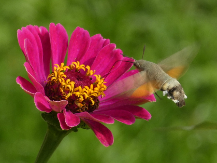Macroglossum stellatarum - kacsafarkú szender
