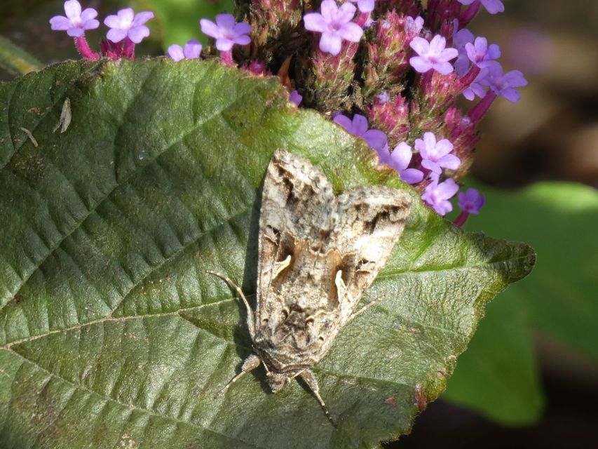 Autographa gamma - gammalepke