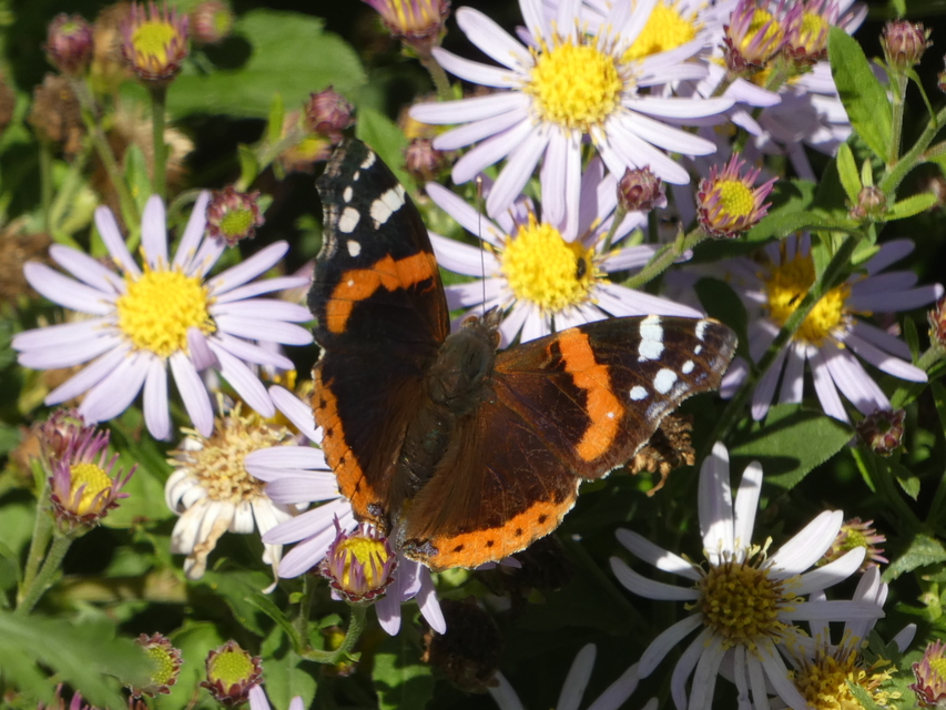 Vanessa atalanta - atalantalepke