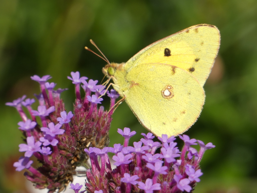 Colias erate - csángó-kéneslepke