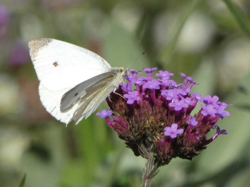 Pieris rapae - répalepke